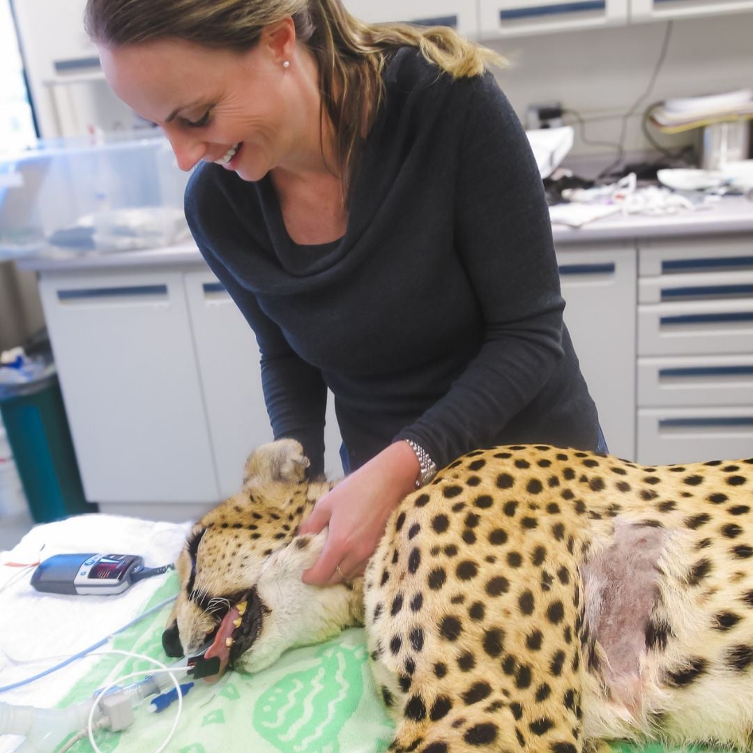 Cancer Across the Animal Kingdom Cancer Across the Animal Kingdom